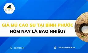 Giá Mủ Cao Su Nước Tại Bình Phước