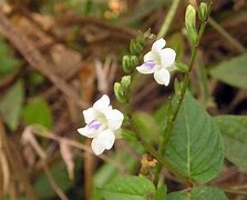 Họ Acanthaceae